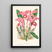 Cattleya Lawrenceana - Jean Jules Linden — ingelijst kunstwerk aan de muur