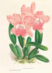 Cattleya Malouana - Jean Jules Linden — weergave van het kunstwerk