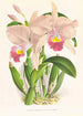 Cattleya Trianae - Jean Jules Linden — weergave van het kunstwerk