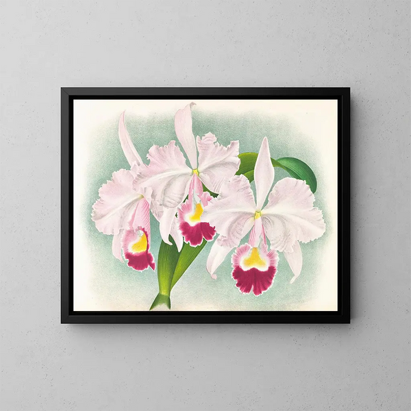 Koe Cattleya trianae var. Martin Cahuzac - Jean Jules Linden — ingelijst kunstwerk aan de muur