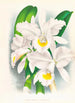 Cattleya Trianae var Pallida - Jean Jules Linden — weergave van het kunstwerk