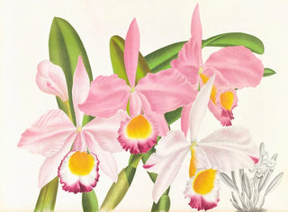 Jean Jules Linden - Cattleya eldorado.webp