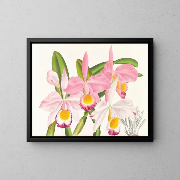 Cattleya eldorado - Jean Jules Linden — ingelijst kunstwerk aan de muur