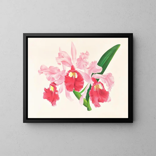 Cattleya gigas - Jean Jules Linden — ingelijst kunstwerk aan de muur
