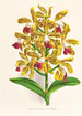 Cattleya guttata - Jean Jules Linden — weergave van het kunstwerk