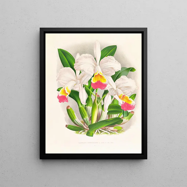 Jean Jules Linden - Cattleya kimballiana.webp