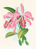 Cattleya maxima - Jean Jules Linden — weergave van het kunstwerk