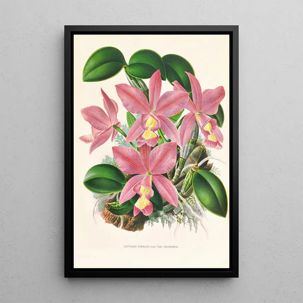 Jean Jules Linden - Cattleya nobilior.webp