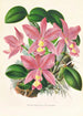 Cattleya nobilior - Jean Jules Linden — weergave van het kunstwerk