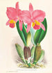 Cattleya percivaliana var reichenbachi - Jean Jules Linden — weergave van het kunstwerk