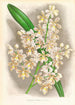 Cleisostoma Guiberti - Jean Jules Linden — weergave van het kunstwerk