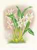 Coelogyne ocellata - Jean Jules Linden — weergave van het kunstwerk