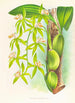 Coelogyne peltastes - Jean Jules Linden — weergave van het kunstwerk