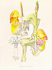 Coryanthes bungerothi - Jean Jules Linden — weergave van het kunstwerk
