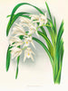 Meesters van de Cymbidium - Jean Jules Linden — weergave van het kunstwerk