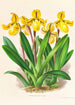 Cypripedium Druryi - Jean Jules Linden — weergave van het kunstwerk