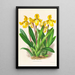 Cypripedium Druryi - Jean Jules Linden — ingelijst kunstwerk aan de muur