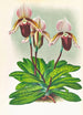 Cypripedium barbato veitchianum - Jean Jules Linden — weergave van het kunstwerk