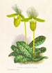 Cypripedium lawrenceanum var hyeanum - Jean Jules Linden — weergave van het kunstwerk