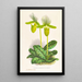 Cypripedium lawrenceanum var hyeanum - Jean Jules Linden — ingelijst kunstwerk aan de muur