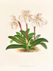 Cypripedium microchilum - Jean Jules Linden — weergave van het kunstwerk