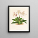 Cypripedium microchilum - Jean Jules Linden — ingelijst kunstwerk aan de muur