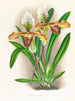 Cypripedium brillant - Jean Jules Linden — weergave van het kunstwerk