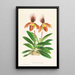 Cypripedium oenanthum superbum - Jean Jules Linden — ingelijst kunstwerk aan de muur