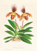 Cypripedium oenanthum superbum - Jean Jules Linden — weergave van het kunstwerk