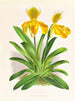 Cypripedium sallieri - Jean Jules Linden — weergave van het kunstwerk