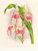 Cypripedium schroderae var. - Jean Jules Linden — weergave van het kunstwerk
