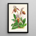 Cypripedium selligerum majus - Jean Jules Linden — ingelijst kunstwerk aan de muur