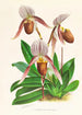 Cypripedium selligerum majus - Jean Jules Linden — weergave van het kunstwerk