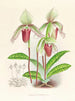 Cypripedium fier - Jean Jules Linden — weergave van het kunstwerk