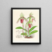Cypripedium fier - Jean Jules Linden — ingelijst kunstwerk aan de muur
