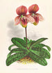 Cypripedium tessellatum - Jean Jules Linden — weergave van het kunstwerk