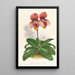 Cypripedium tessellatum - Jean Jules Linden — ingelijst kunstwerk aan de muur