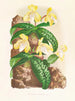 Cypripedium tonkinense - Jean Jules Linden — weergave van het kunstwerk