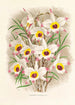 Dendrobium Falconeri - Jean Jules Linden — weergave van het kunstwerk