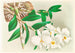 Dendrobium infundibulum - Jean Jules Linden — weergave van het kunstwerk