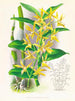 Dendrobium mirbelianum - Jean Jules Linden — weergave van het kunstwerk