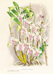 Dendrobium stratiotes - Jean Jules Linden — weergave van het kunstwerk