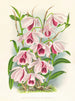 Dendrobium superbum var. - Jean Jules Linden — weergave van het kunstwerk