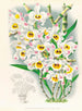 Dendrobium wardianum - Jean Jules Linden — weergave van het kunstwerk