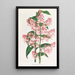 Epidendrum Paniculatum - Jean Jules Linden — ingelijst kunstwerk aan de muur