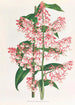 Epidendrum Paniculatum - Jean Jules Linden — weergave van het kunstwerk