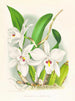 Laelia anceps var. hyène - Jean Jules Linden — weergave van het kunstwerk