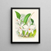 Laelia anceps var. hyène - Jean Jules Linden — ingelijst kunstwerk aan de muur