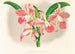 Laella elegans var houtteana - Jean Jules Linden — weergave van het kunstwerk