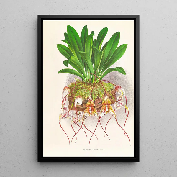 Jean Jules Linden - Masdevallia Roezli.webp